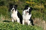 BORDER COLLIE 1333